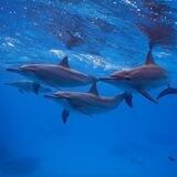 🐬 freedolphin 🐬