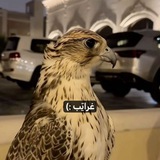 غرايّب :)