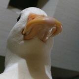 Качечя