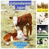 دامداران لاجان و پیرانشهر