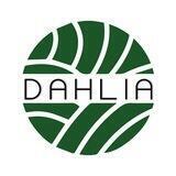 dahlia handicraft