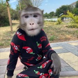 ЯХА СУЕТОЛОГ