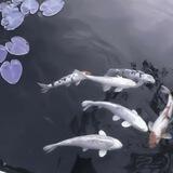 ᥣ᧐᥎ᥱ ɗiᥲry