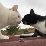 Котожизнь
