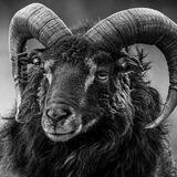 Black Sheep Patriots