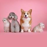 Pets Lviv