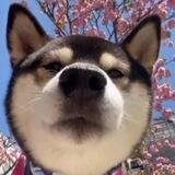听风会员代开频道