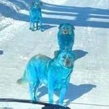подвал секси бомбы