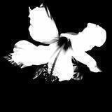 BLOSSOM