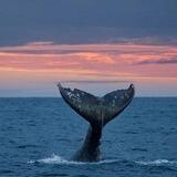 WHALE'S NATION