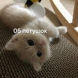 Будка Петуха