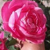 لینکدونی نسای 2