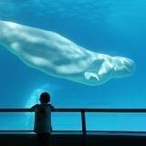 Joe007 BTC Whale