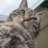 Кот Семён XXL