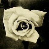 The White Rose - Italy - Stickers