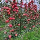 Ишончлик ку'чатлар