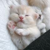 Kitty