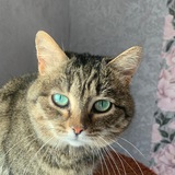 Томасина_cat