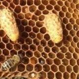 IAF - Bees 🐝