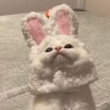 @ Kitten