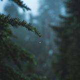 Petrichor