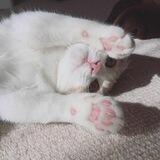 🐈🎀💭