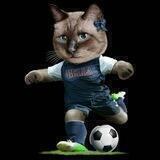 BELLA CAT