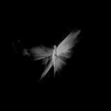 ʚ 𝗹𝗮𝘀𝘁 moth ɞ