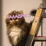 🎷 🐈 🐈‍⬛ ⚡️⚡️⚡️ИА «МКК»