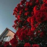 🔱❤️ᏢᴏʍᴀϰϞ ᴄϞᴄᴛᴇʍᴀ 🔱❤️