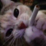 no smoking.