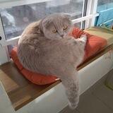 Без КОТА жизнь не та