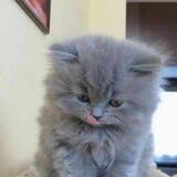 manypic | переходник