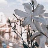 عبق الجنان🌸🌼