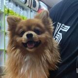 Pet plus