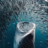 whale's share