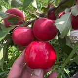 Namangan meva bozori 🍐🍎🍇🍒