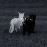 stray cats questionnaires
