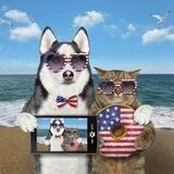 Pets and cats in USA