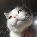 Кот Федул