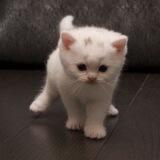 стрэй кидс ворлд доминейшн