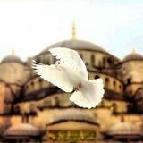 🕊𝒁𝒂𝒌𝒂𝒓𝒊𝒚𝒐🕊