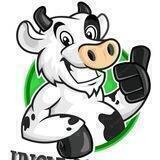 Uncle Cow Inu