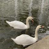 SEWA BF / GF (Close)