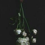 🥀ᴅᴇᴀᴅ_ʀᴏsᴇs🥀