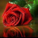 🌺 دمِــِْـــــِْﯛ̲ع 🌹 آلِـٰٚــــــِْﯛ̲رد 🌺