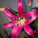 ❤️مملكة مرووج❤️