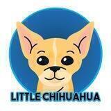 LITTLE CHIHUAHUA BUY