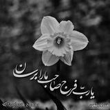 فقط ظهور