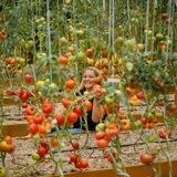 Семена Мебис